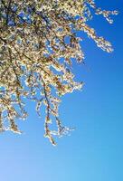 Bunches of appe tree blossom with white flowers against the blue sky background. photo