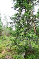 Beautiful landscape with green trees in forest in East Europe, Latvia photo