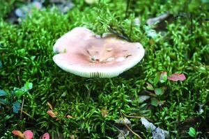 Wild blueberry in summer forest. photo