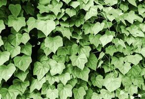 verde hojas de exótico plantas foto