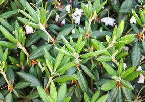 Green leaves of exotic plants photo