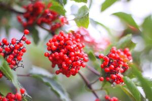 sambucus racemosa, común rojo baya del saúco, frutos rojos mayor bayas en el rama en el jardín. foto