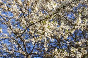 racimos de appe árbol florecer con blanco flores en contra el azul cielo antecedentes. foto