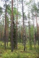 Pine trees in summer forest. photo