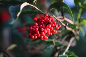 sambucus racemosa, común rojo baya del saúco, frutos rojos mayor bayas en el rama en el jardín. foto