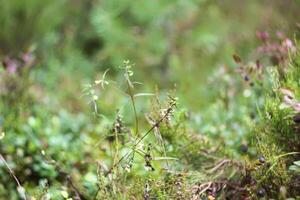 Wild blueberry in summer forest. photo