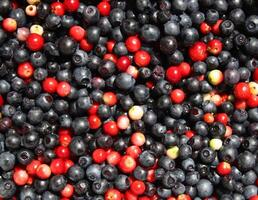 Cranberries and blueberries photo