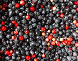 Cranberries and blueberries photo