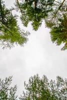 Tree tops in a summer forest. photo