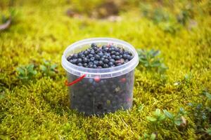 Wild blueberry in summer forest. photo