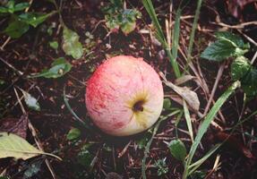 maduro manzanas en un árbol foto