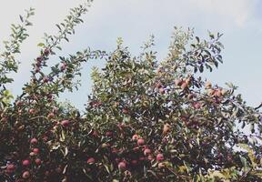 manzanas rojas en un árbol foto