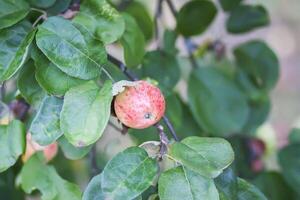 Red ripe apples on tree branch photo