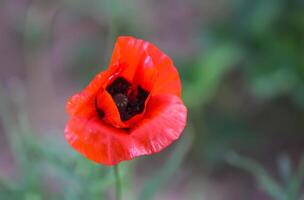 amapola flores o papaver en jardín foto