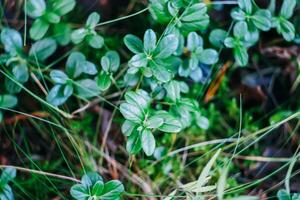 Blueberry plant green leaves in a summer forest. photo