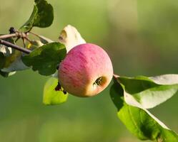 Fresh ripe apples in the garden. photo