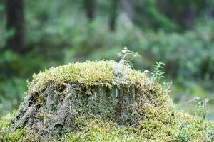 Large tree stump in summer forest with green moss photo