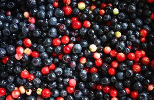 Cranberries and blueberries photo