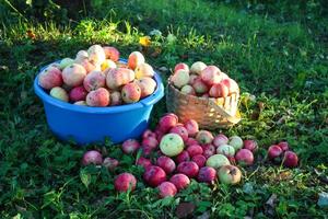 Red apples in summer garden photo