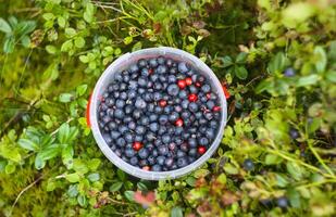 Wild blueberry in summer forest. photo