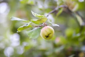 Red ripe apples on tree branch photo