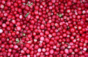 Freshly picked cranberries photo