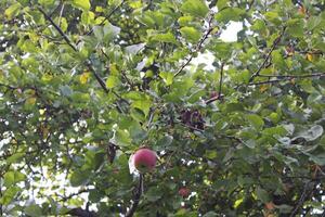 manzanas rojas en un árbol foto