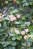 Red ripe apples on tree branch photo