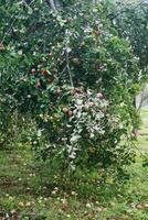 manzanas en manzana árbol foto