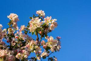 floreciente manzana árbol a primavera en el campo. foto