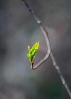 Buds and first leaves on tree branches. photo