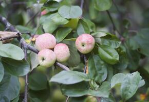 Red ripe apples on tree branch photo