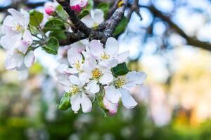 Blooming apple tree at spring in the countryside. photo