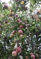 manzanas rojas en un árbol foto