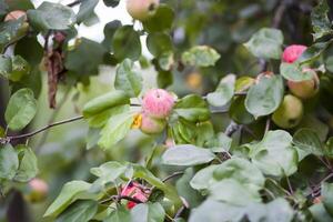 Red ripe apples on tree branch photo