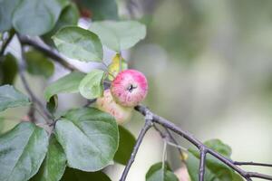 rojo maduro manzanas en árbol rama foto