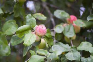 Red ripe apples on tree branch photo