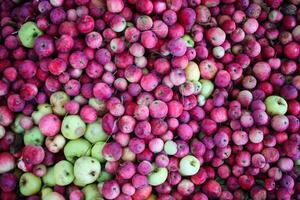 Red apples in summer garden photo