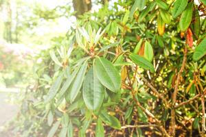 verde hojas de exótico plantas foto