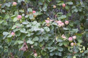 Red ripe apples on tree branch photo