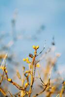 Buds and first leaves on tree branches. photo