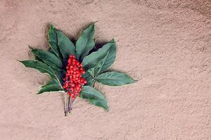 sambucus racemosa, común rojo baya del saúco, frutos rojos mayor bayas en el rama en el jardín. foto