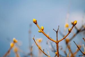 Buds and first leaves on tree branches. photo