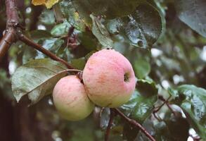 Ripe apples on a tree photo