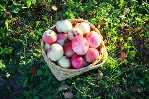 Red apples in summer garden photo