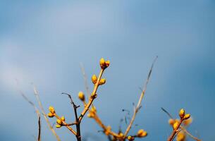 Buds and first leaves on tree branches. photo