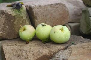 manzanas en el arbol foto