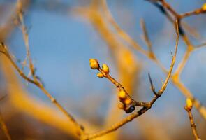 Buds and first leaves on tree branches. photo
