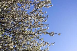 Bunches of appe tree blossom with white flowers against the blue sky background. photo