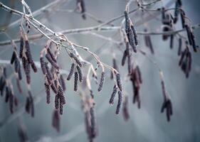 Tree branches close up photo